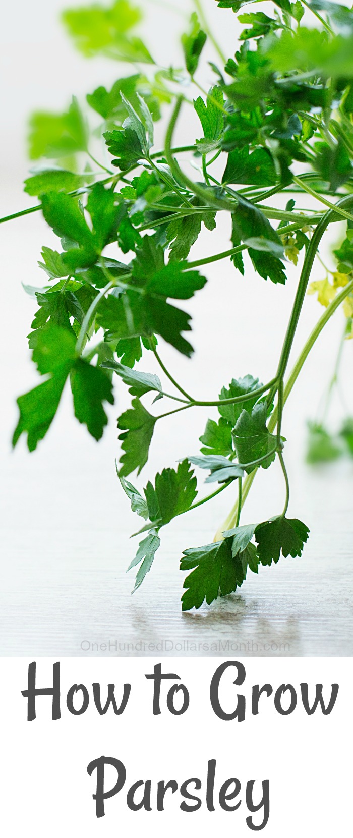 How to Grow Parsley {Start to Finish}