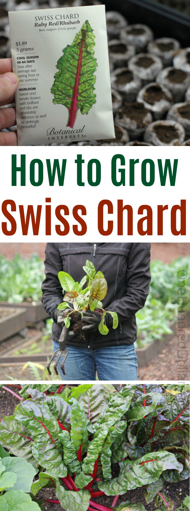 How to Grow Swiss Chard {Start to Finish}