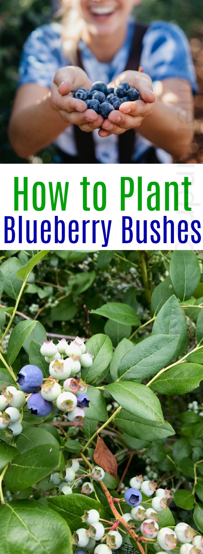 How to Plant a Blueberry Bush