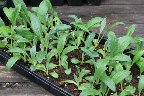 Mavis Garden Blog – Repotting Artichoke Seedlings