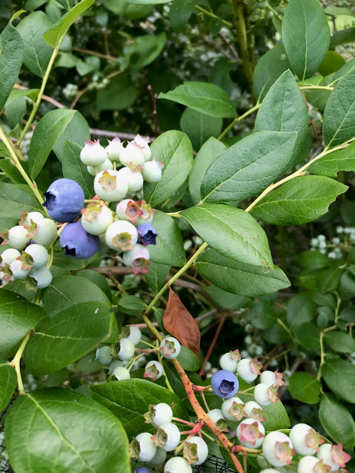 How to Plant a Blueberry Bush One Hundred Dollars a Month