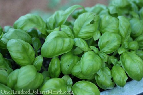 How to Grow Basil {Start to Finish}