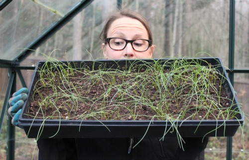 How to Grow Your Own Food – 2013 Garden Tally – 06