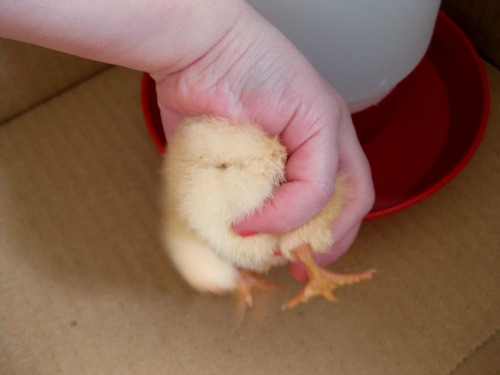 How to Care for Baby Chicks