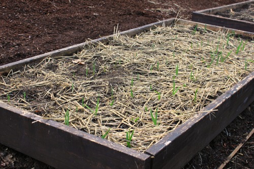Mavis Garden Blog – Garlic Shoots