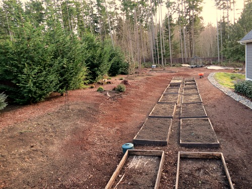 Mavis Butterfield | Backyard Garden Plot Pictures – Week 7 of 52