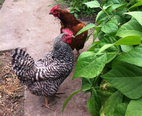 Mavis Mail – Melinda From Portland, Oregon Sends in Chicken and Garden Photos