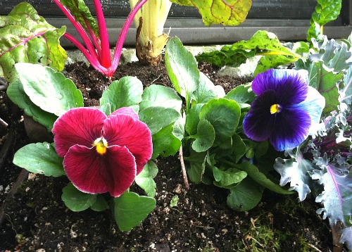 How to Grow Pansies {Start to Finish}