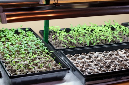 Mavis Garden Blog – Pictures of Tomato, Kale and Artichoke Seedlings