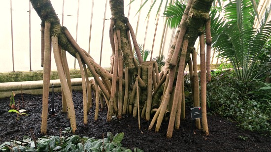 Kew Royal Botanical Gardens – Inside the Palm House {Greenhouse}