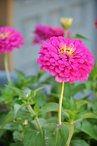 How to Grow Zinnias {Start to Finish}