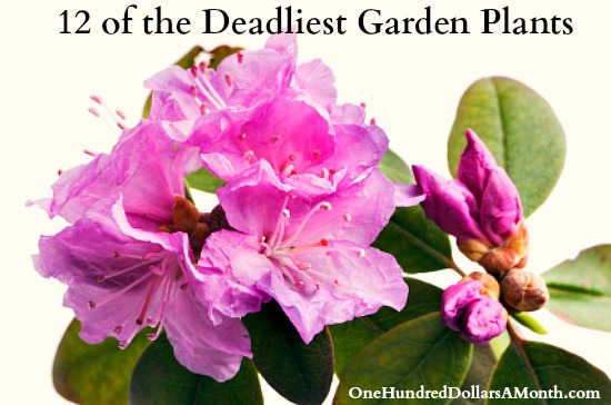 12 of the Deadliest Garden Plants