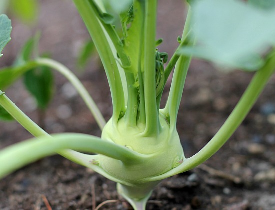 How to Grow Kohlrabi {Start to Finish}