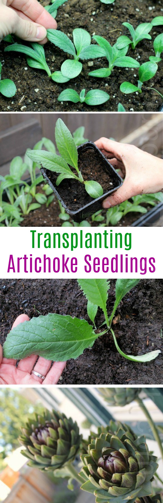 Mavis Garden Blog – Transplanting Artichoke Seedlings