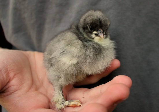 Raising Backyard Chickens – Baby Blue Cochin Chicks