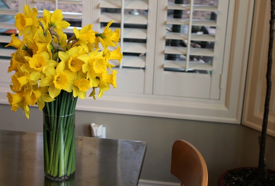 Lucy the Puggle Dog Delivers Daffodils to Francisco