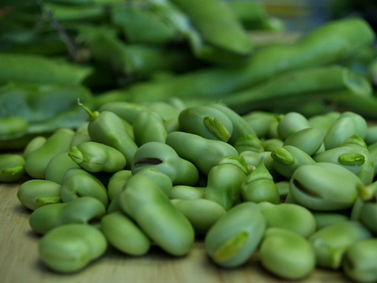 How to Grow Fava Beans {Start to Finish}