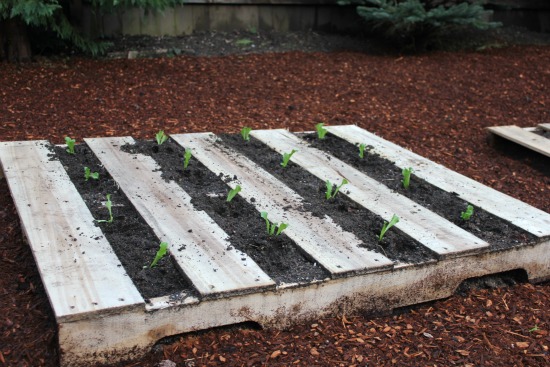Mavis Garden Blog – Espalier Trees, Pallet Gardening, Kale Starts and More