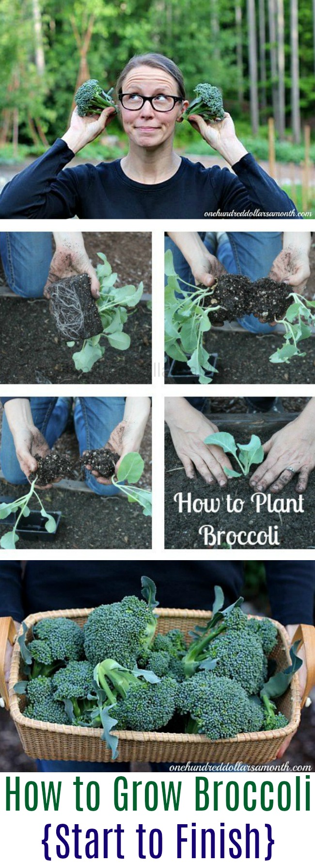 How to Grow Broccoli {Start to Finish}