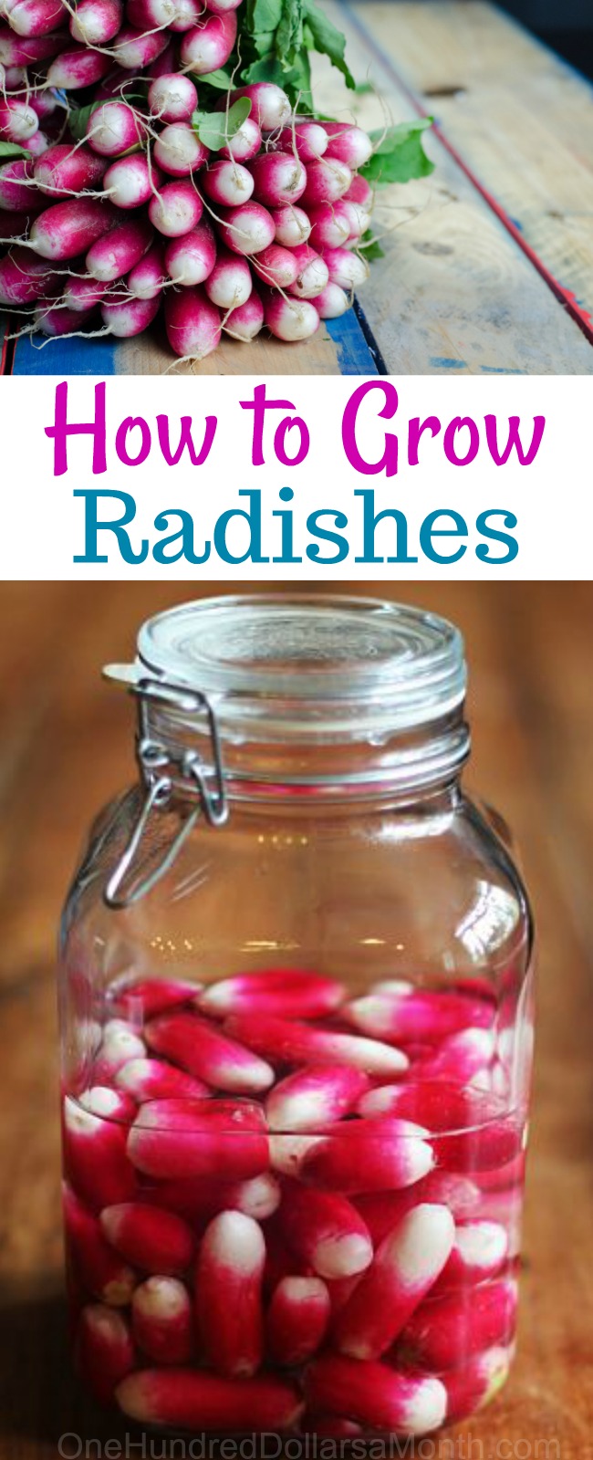 How to Grow Radishes {Start to Finish}
