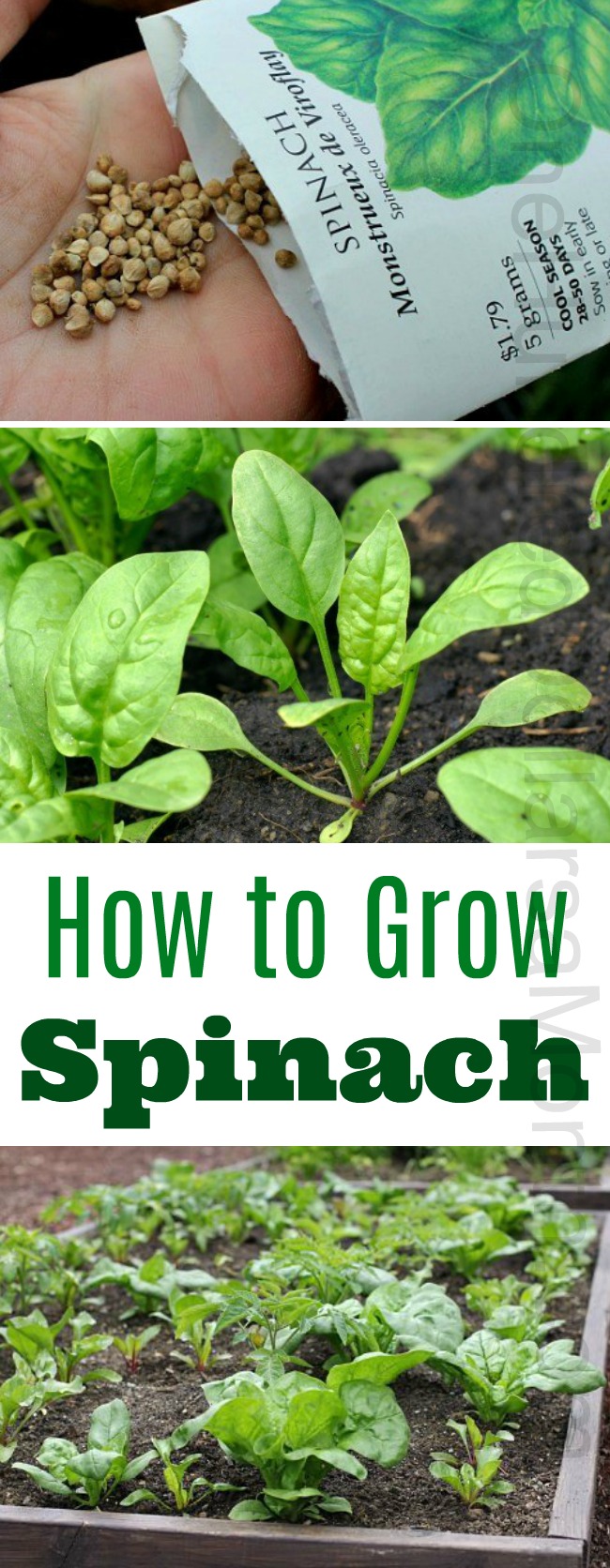 How to Grow Spinach {Start to Finish}