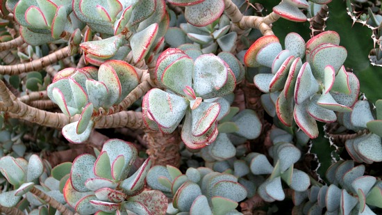 Kew Royal Botanic Gardens – Succulents