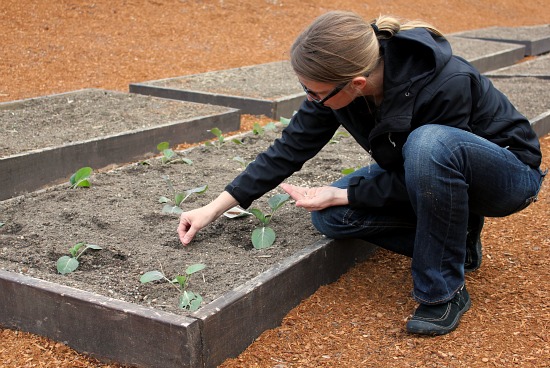 Mavis Garden Blog – Radish, Pea and Spinach Seedlings