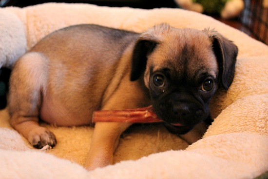 Lucy the Puggle Dog - Training Bells, Dog Treats, Fences