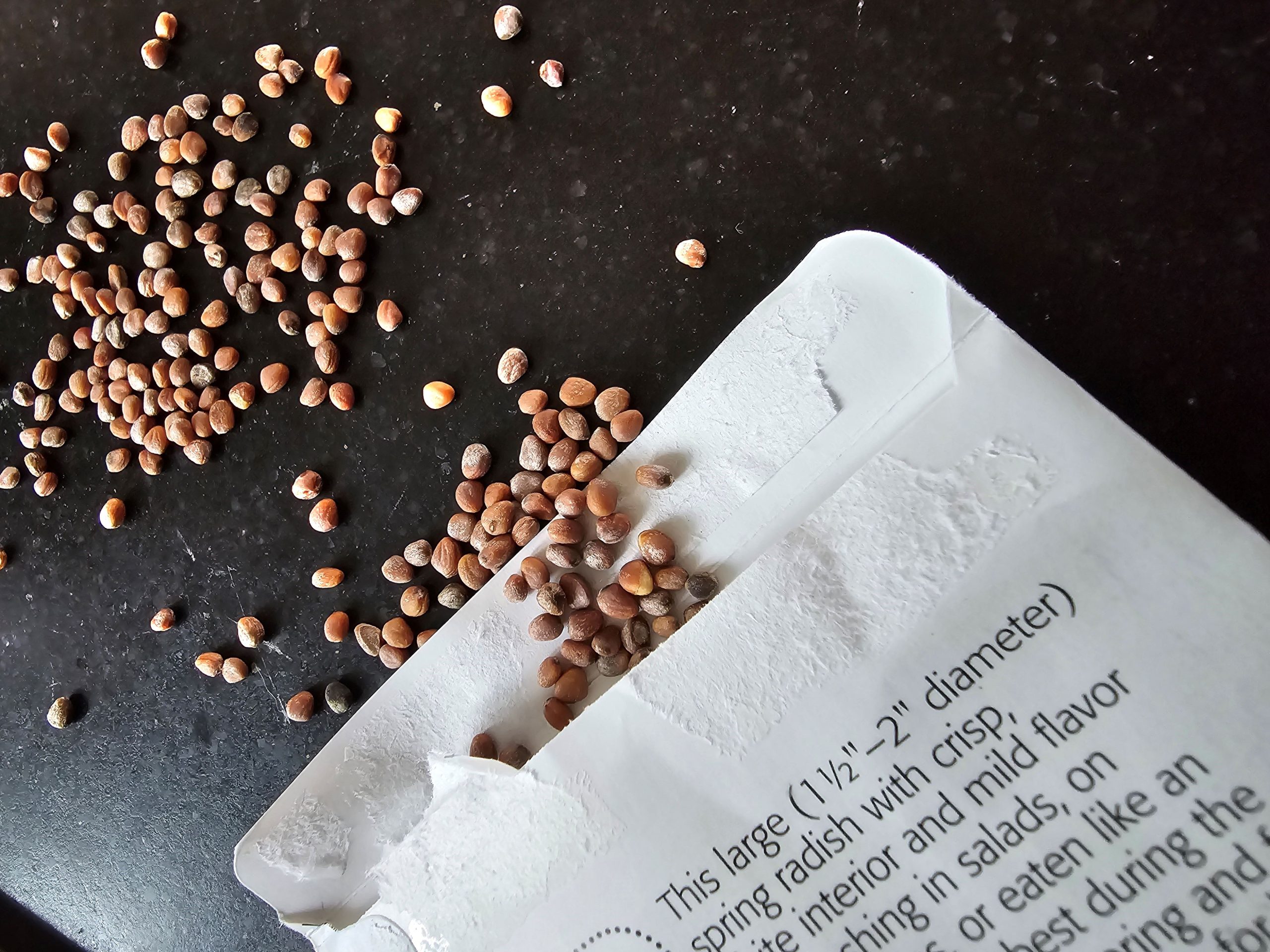 How to Grow Radishes {Start to Finish}