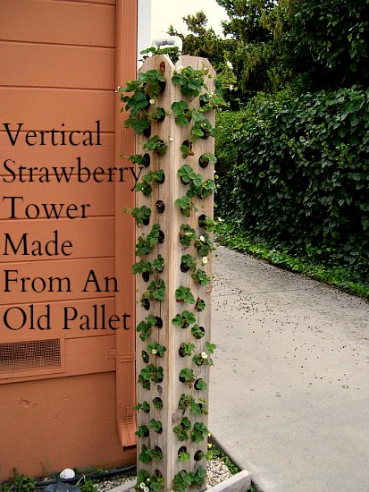 Mavis Mail – April From Santa Cruz, California Sends in Her Garden Photos