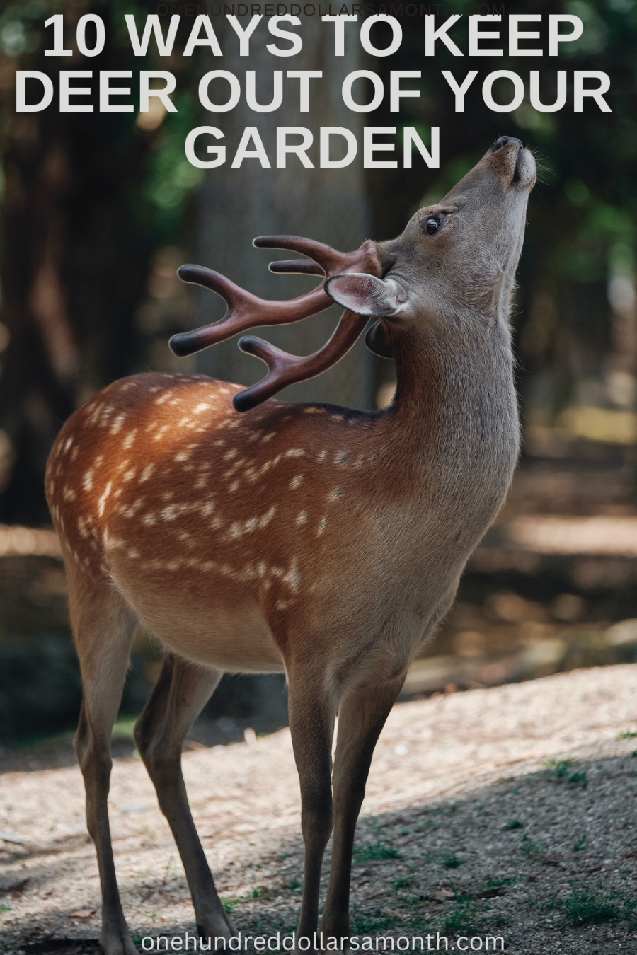 10 Ways to Keep Deer Out of Your Garden