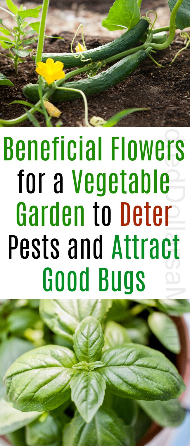 Ask Mavis - Beneficial Flowers for a Vegetable Garden to Deter Pests