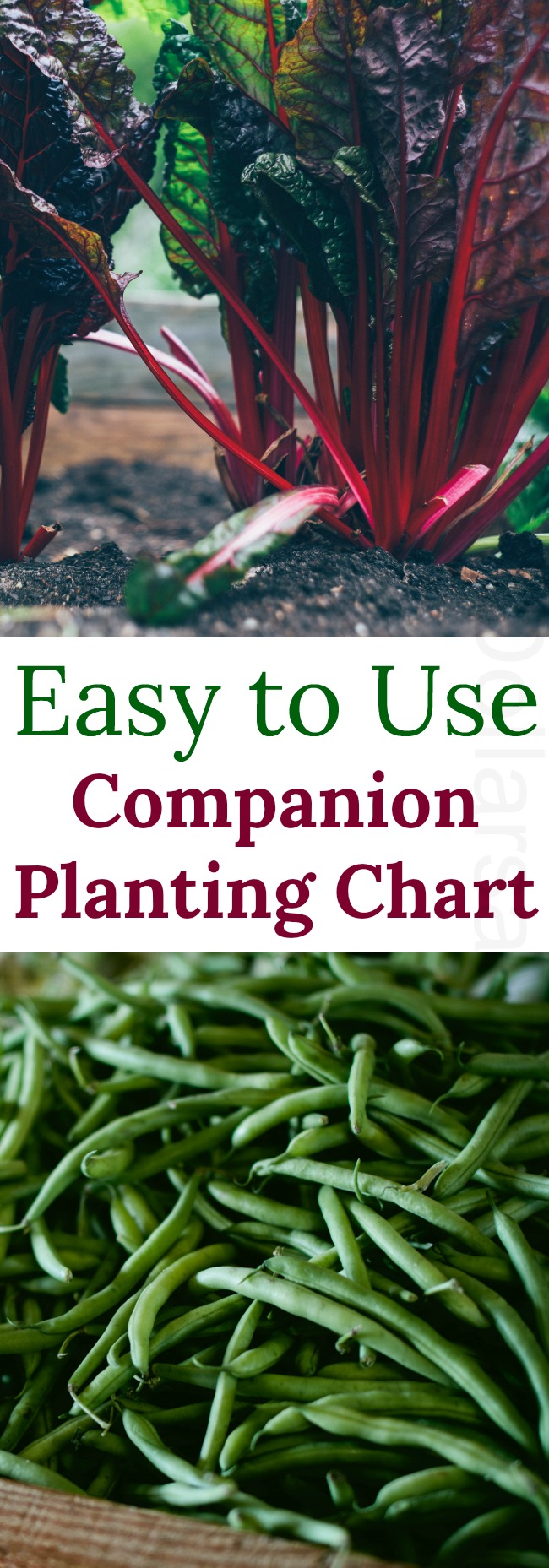 Companion Planting Chart