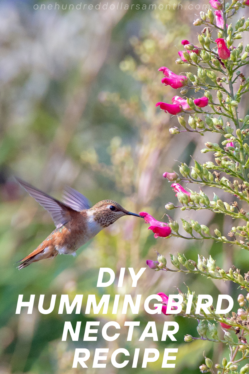 DIY Hummingbird Nectar Recipe