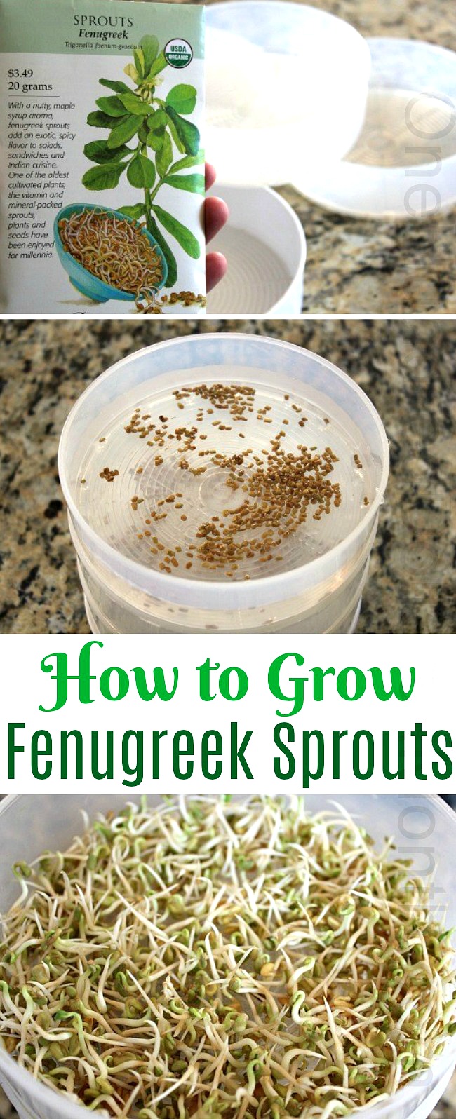 How to Grow Fenugreek Sprouts {Start to Finish}