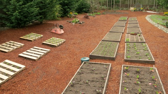 Mavis Butterfield | Backyard Garden Plot Pictures – Week 16 of 52