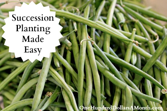 Succession Planting – Grow More Vegetables in Your Garden