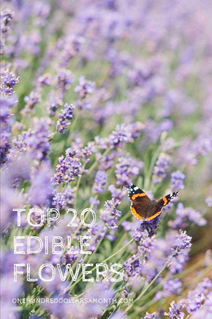 Top 20 Edible Flowers – From Garden to Kitchen
