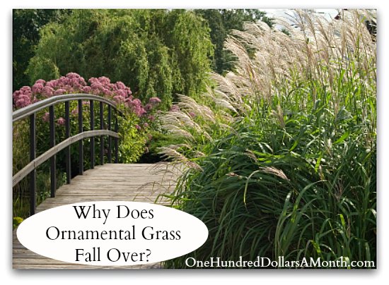 Why Does Ornamental Grass Fall Over?