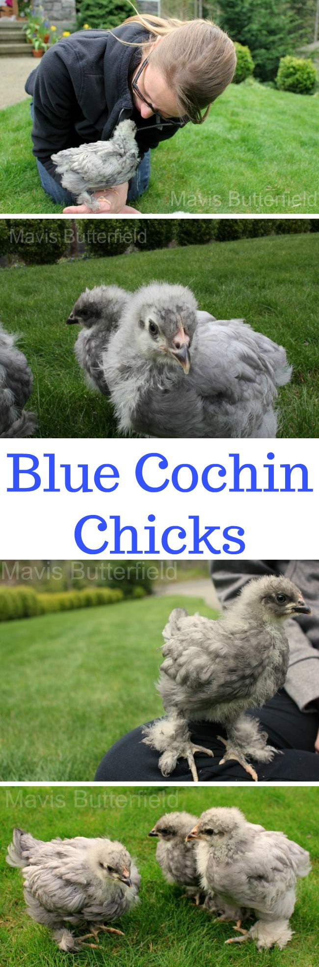 Raising Backyard Chickens – Blue Cochin Chicks