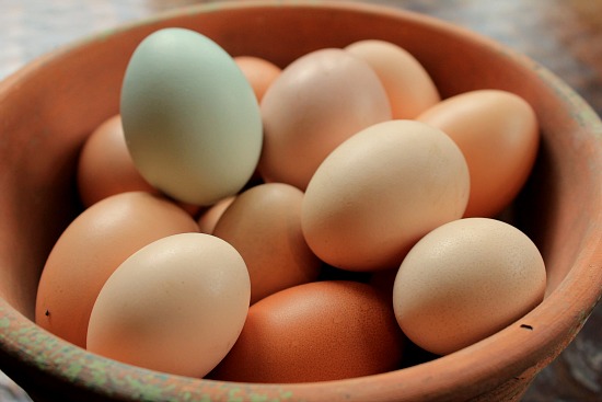 Raising Backyard Chickens – Awkward Martha and Squirrely Go Broody