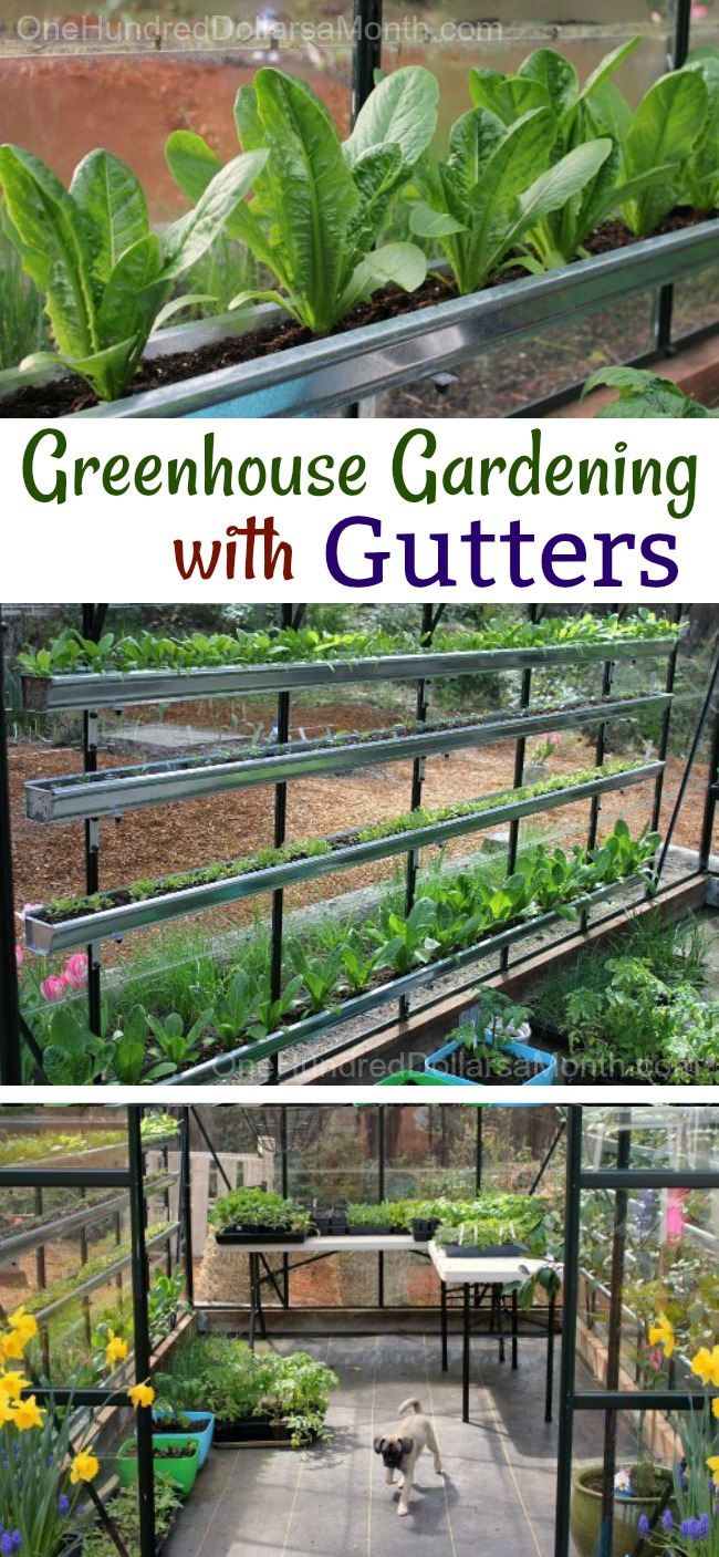 How to Grow Vegetables in a Greenhouse – Lettuce, Spinach, Tomatoes, Basil and More