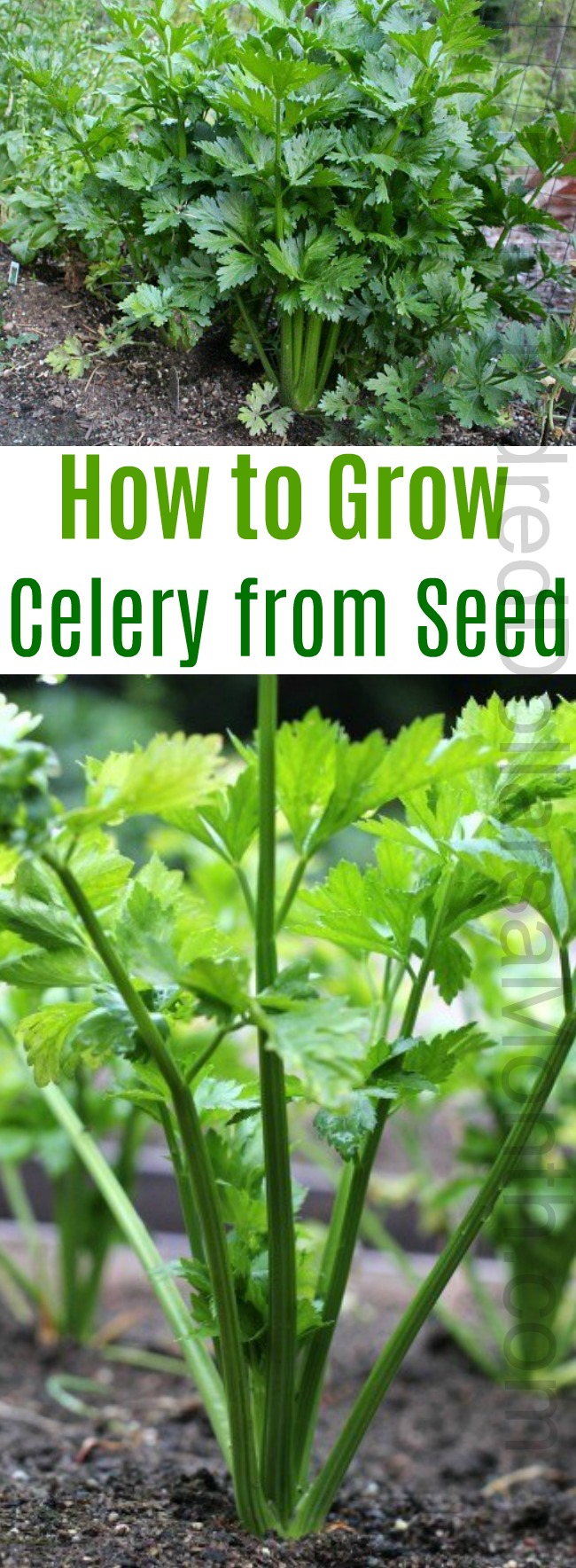 How to Grow Celery {Start to Finish}