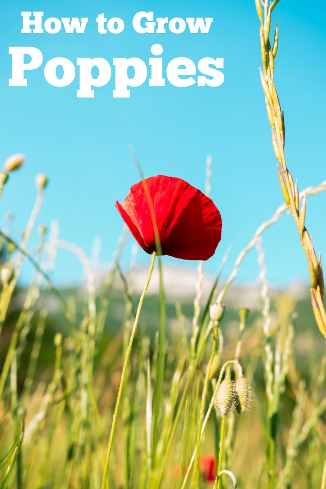 How to Grow Poppy Flowers {Start to Finish}