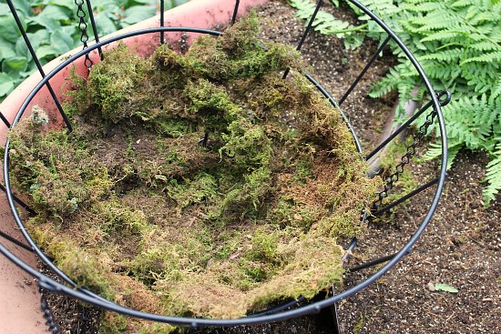 How to Make a Strawberry Hanging Basket