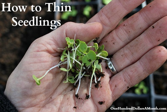 Garden Tips – How to Thin Seedlings