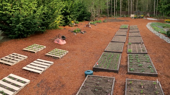 Mavis Butterfield | Backyard Garden Plot Pictures – Week 17 of 52