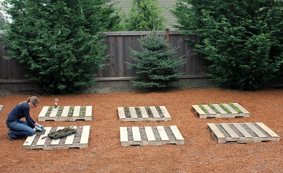 Wood Pallet Garden Update – Lettuce and Strawberries