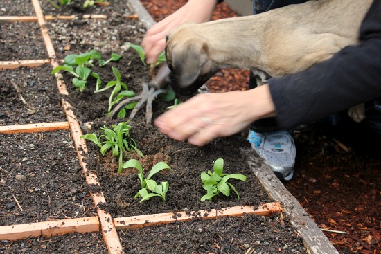 Square Foot Gardening – The Planting Continues