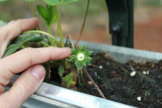 Growing Vegetables in a Greenhouse – Spinach, Lettuce, Swiss Chard, Strawberries and Tomatoes